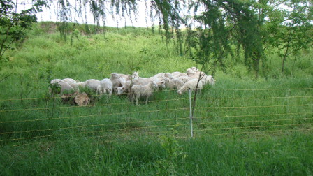 Owce wypasane przy grodzisku w Gródku