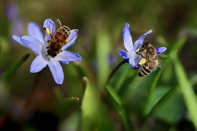 Grafika ilustrująca pszczołę na kwiatku