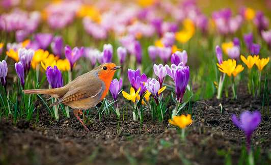 Wiosenne krokusy i ptaszek