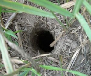 Mały otwór w ziemi, otoczony trawą