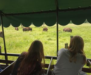 Przejażdżka po Safari Bizon