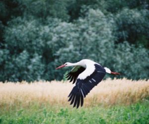 Lecący ptak nad polem i łąką, w tle drzewa i krzewy