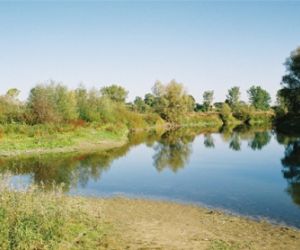 Rzeka obok łąka, w tle drzewa i krzewy