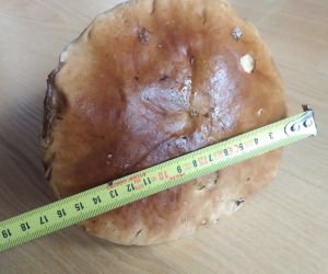 Grzyb na zdjęciu, borowik szlachetny, średnica kapelusza 163 mm