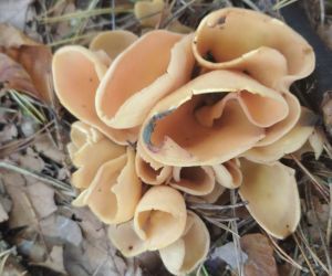 Grzyb - uchówka ośla