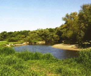 Łąka przy rzece, w tle drzewa i krzewy