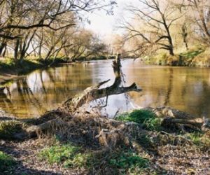 Zakole rzeki, złamane drzewo, w oddali drzewa i krzewy