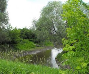 Pejzaż przyrody, na pierwszym planie zielone krzewy, w oddali rzeka, drzewa i krzewy