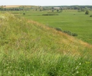 Skarpa porośnięta zieloną trawą w dole drzewa i krzewy