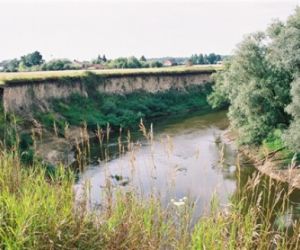 Wysoka i stroma skarpa, w dole zakole rzeki Bug, po prawej stronie drzewa