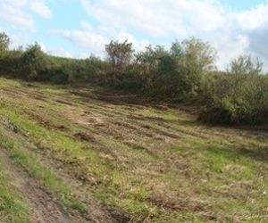 Murawa po wykoszeniu