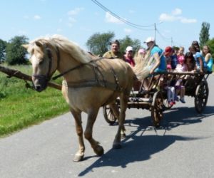 Koń, wóz konny z ludźmi