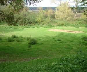 Murawa po wypasie owiec