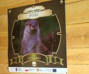 Tablica przedstawiająca wydrę