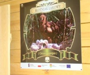 Tablica przedstawiająca Błotniaka łąkowego