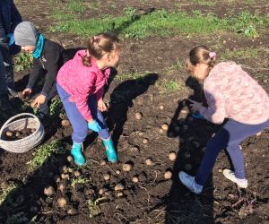 Uczniowie zbierają wykopane ziemniaki do koszy