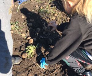 Dziewczynka zbiera ziemniaki na polu