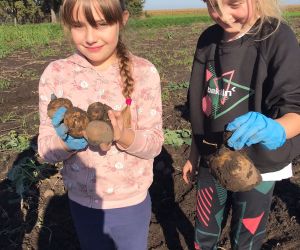 Dziewczynki niosą w rękach wykopane ziemniaki