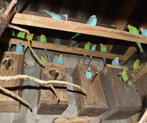 Na zdjęciu znajdują się papugi. Jest ich ponad dwadzieścia. Te kolorowe i barwne ptaki znajdują się w prywatnej hodowli, w pomieszczeniu, w którym są gałęzie, budki, miejsce jak najbardziej zbliżone do naturalnego środowiska papug.