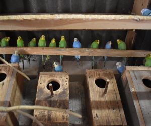 Na zdjęciu znajdują się papugi. Jest ich ponad dwadzieścia. Te kolorowe i barwne ptaki znajdują się w prywatnej hodowli, w pomieszczeniu, w którym są gałęzie, budki, miejsce jak najbardziej zbliżone do naturalnego środowiska papug.