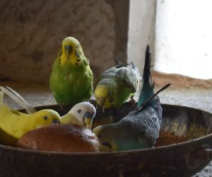 Na zdjęciu znajduje się pięć papug. Na podłodze stoi miska, w której znajduje się bułka oraz zboże. Ptaszki siedzą na niej dookoła, dziobiąc to, co przygotował dla nich gospodarz.