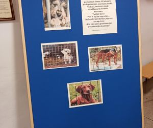 Tablica dekoracyjna związana z adopcją zwierząt ze schronisk