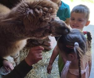 Przedszkolaki - chłopiec i dziewczynka karmią alpakę