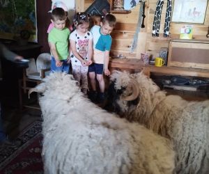 Przedszkolaki karmią owce alpejskie