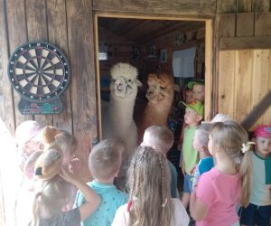 Przedszkolaki przy stajni dla alpak