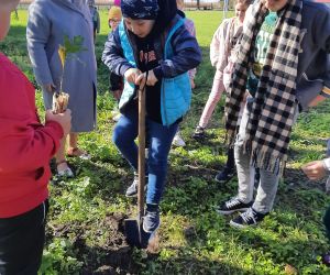 Uczeń wykopuje dół na drzewko