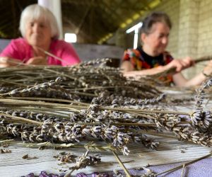 na pierwszym planie suche gałązki lawendy, w tle dwie kobiety.