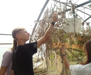 Uczniowie oglądają suszące się gałęzie bawełny