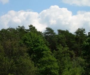 drzewa, niebo z chmurami