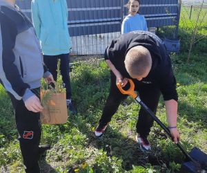 Uczeń kopie dół pod drzewko