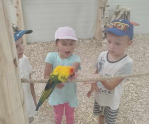 Przedszkolaki oglądają z bliska papugę